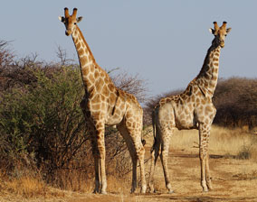 Giraffe