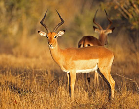 Impala