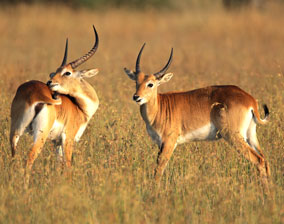 Letchwe