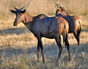 Tsessebe