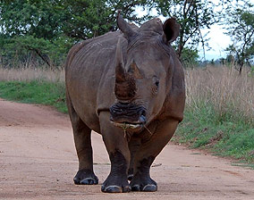 White rhino
